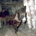 Mine de Cruejouls, âne tractant une rame de wagonnets
